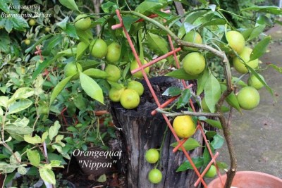 Orangequat Nippo - 